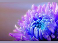 Chrysanthemum chrysanthemum