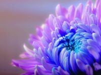 Chrysanthemum chrysanthemum