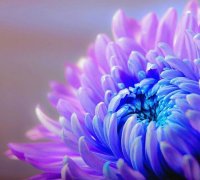 Chrysanthemum chrysanthemum