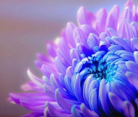 Chrysanthemum chrysanthemum