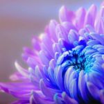 Chrysanthemum chrysanthemum