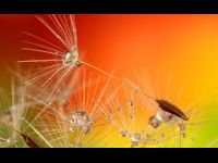 Dandelion Dandelion