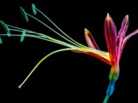 Flower flower