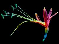 Flower flower