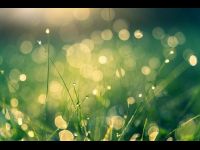 Water drops meadow