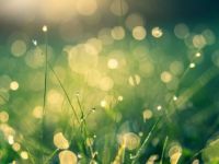 Water drops meadow
