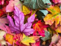 Autumn leaves nature
