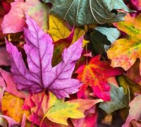 Autumn leaves nature