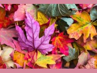 Autumn leaves nature