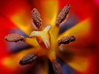 Tulip tulip