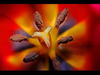 Tulip tulip