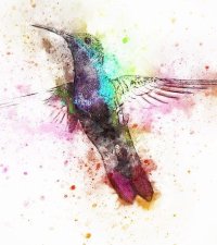 Hummingbird Image by JL G from Pixabay