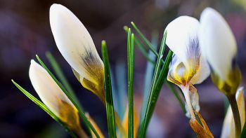 crocus