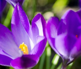 crocus