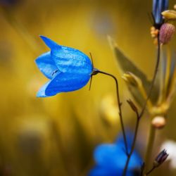 Bluebell Field Bluebells