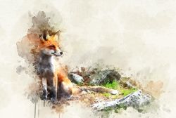 Fox nature