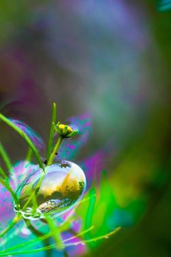 bubble on flower