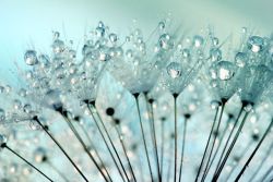 water drops on dandelion