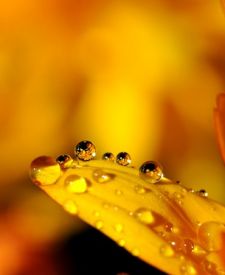 drops on dasiy petal