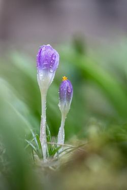 drops on crocus buds