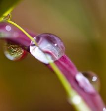 raindrop