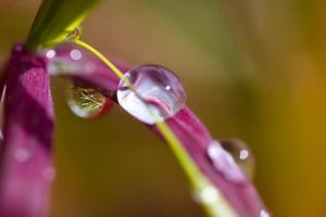 water drop on petal