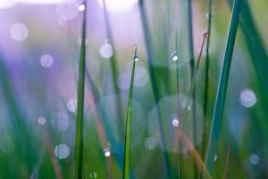 dew drops on grass