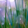 dew drops on grass