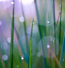 dew drops on grass