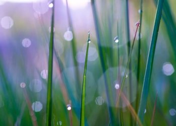 dew drops on grass