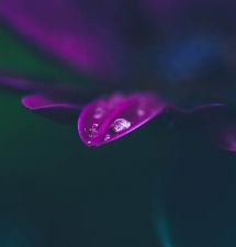 raindrop on petal
