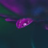 raindrop on petal