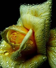 water drops on rose