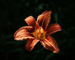 Day lily