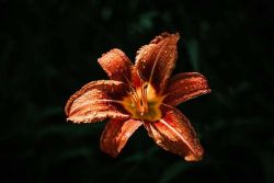 Day lily