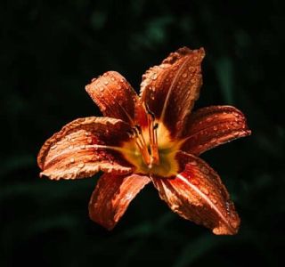 Day lily