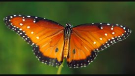 The Beauty of Pollination - Moving Art™
