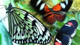 Butterflies Flying in Slow Motion HD - Houston Butterfly Museum