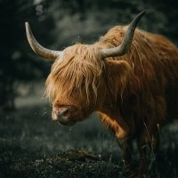 Highland Cow