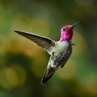 Hummingbird