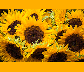Sunflowers