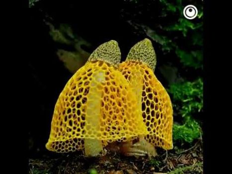 The Mushroom Bloom Timelapse The Mushroom Bloom Timelapse