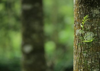 Mossy tree trunk in green forest Close-up of mossy tree trunk in forest