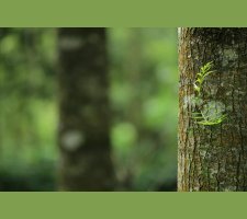 Mossy tree trunk in green forest Close-up of mossy tree trunk in forest