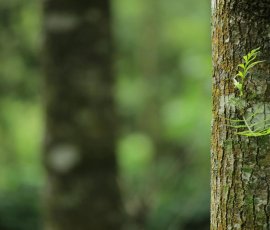 Mossy tree trunk in green forest Close-up of mossy tree trunk in forest