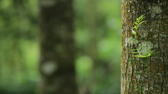 Mossy tree trunk in green forest Close-up of mossy tree trunk in forest