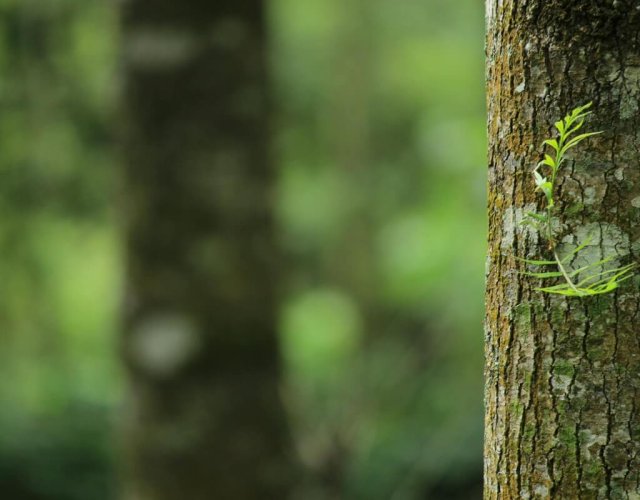 Mossy tree trunk in green forest Close-up of mossy tree trunk in forest