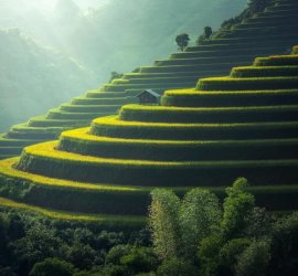 Golden rice terraces in the hills Green and golden rice terraces on hillside at sunset