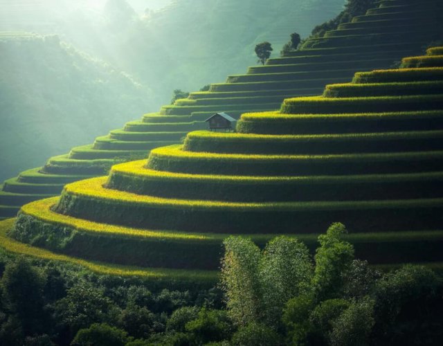 Golden rice terraces in the hills Green and golden rice terraces on hillside at sunset