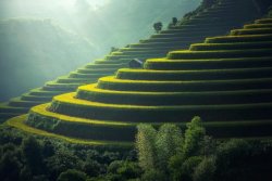 Golden rice terraces in the hills Green and golden rice terraces on hillside at sunset